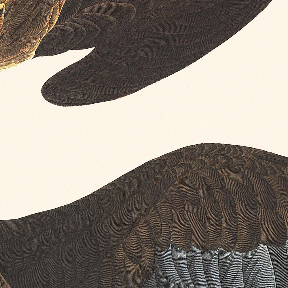 Caracara brésilien, par John James Audubon, 1827