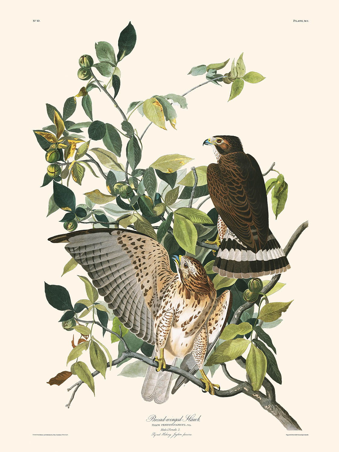 Buse à ailes larges par John James Audubon, 1827