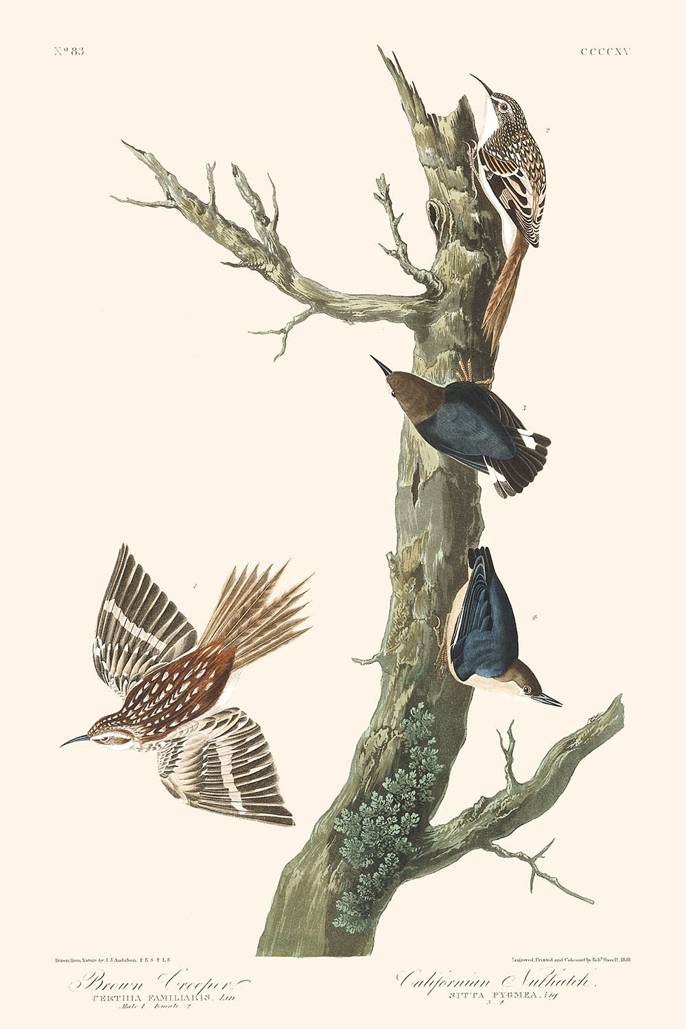 Brauner Baumläufer und Kalifornischer Kleiber von John James Audubon, 1827