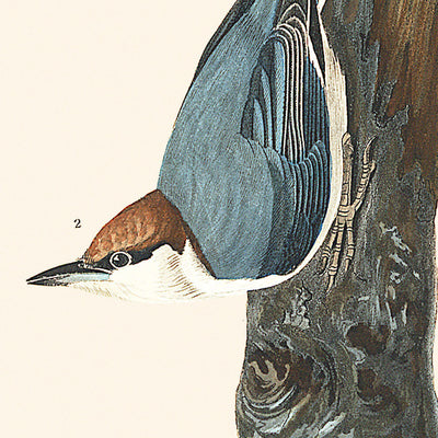 Braunkopfmeise von John James Audubon, 1827