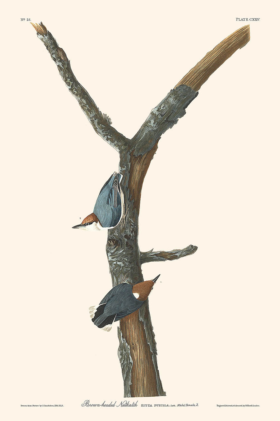 Nuthatch dal capo marrone di John James Audubon, 1827 