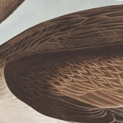 Braunpelikan (Tafel 421) von John James Audubon, 1827 