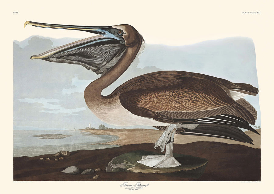 Pellicano bruno (Tavola 421) di John James Audubon, 1827 