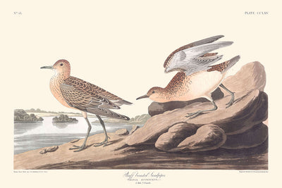 Bécasseau à poitrine rousse par John James Audubon, 1827