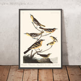 Bullock-Oriole, Baltimore-Oriole, Mexikanischer Goldfinch, Bunte Drossel, Gemeiner Wassertrush von John James Audubon, 1827 