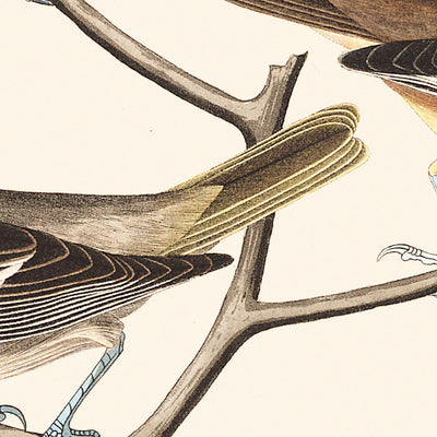 Bullock-Pirol, Baltimore-Pirol, Mexikanischer Stieglitz, Bunte Drossel, Gemeine Wasserdrossel von John James Audubon, 1827