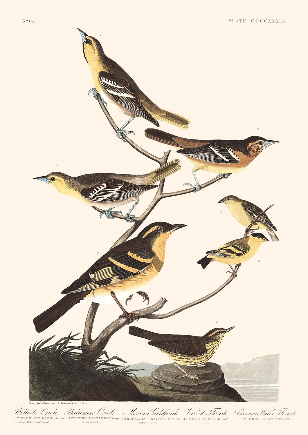 Oropéndola de Bullock, oropéndola de Baltimore, jilguero mexicano, zorzal común, zorzal de agua común, de John James Audubon, 1827