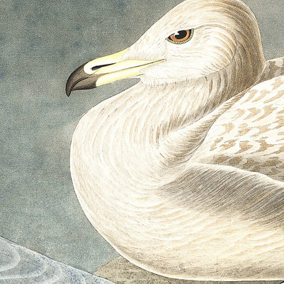 Gaviota de burgomaestre, de John James Audubon, 1827