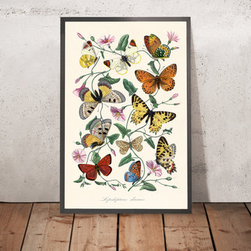 Illustrazione zoologica di farfalle e falene di Paul Gervais, 1842 