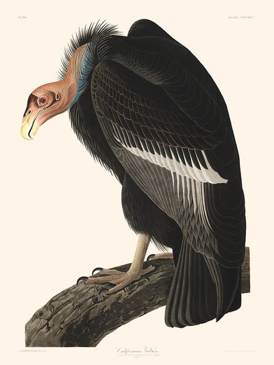 Kalifornischer Geier von John James Audubon, 1827