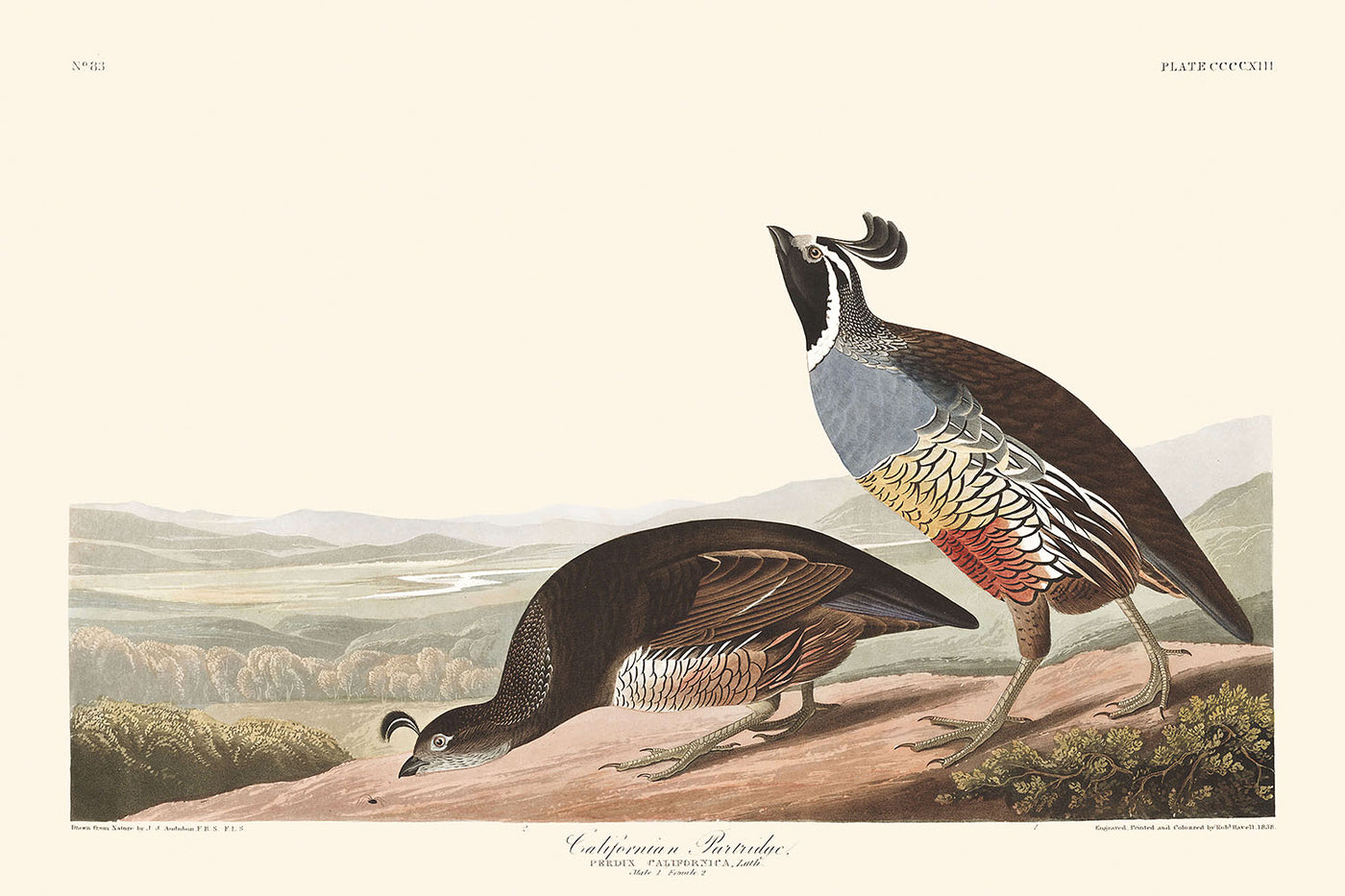 Perdrix de Californie par John James Audubon, 1827