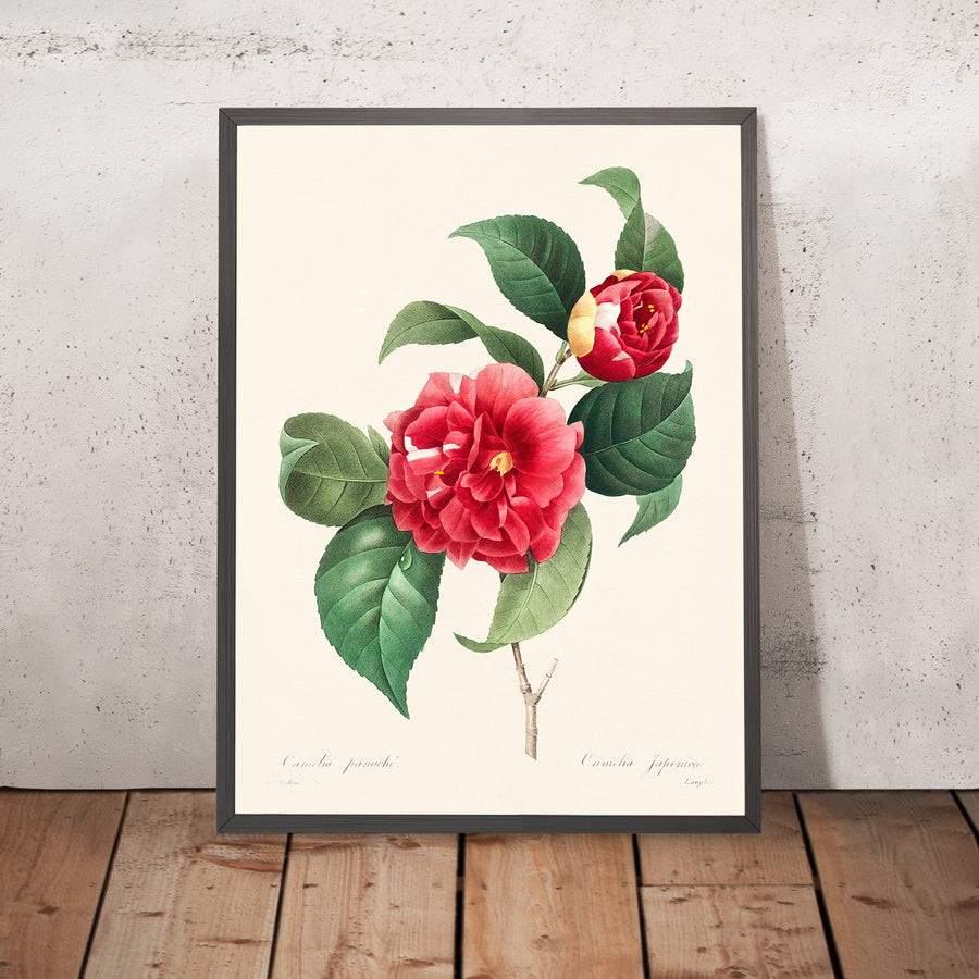 Camelia comune di Pierre-Joseph Redouté, 1827 