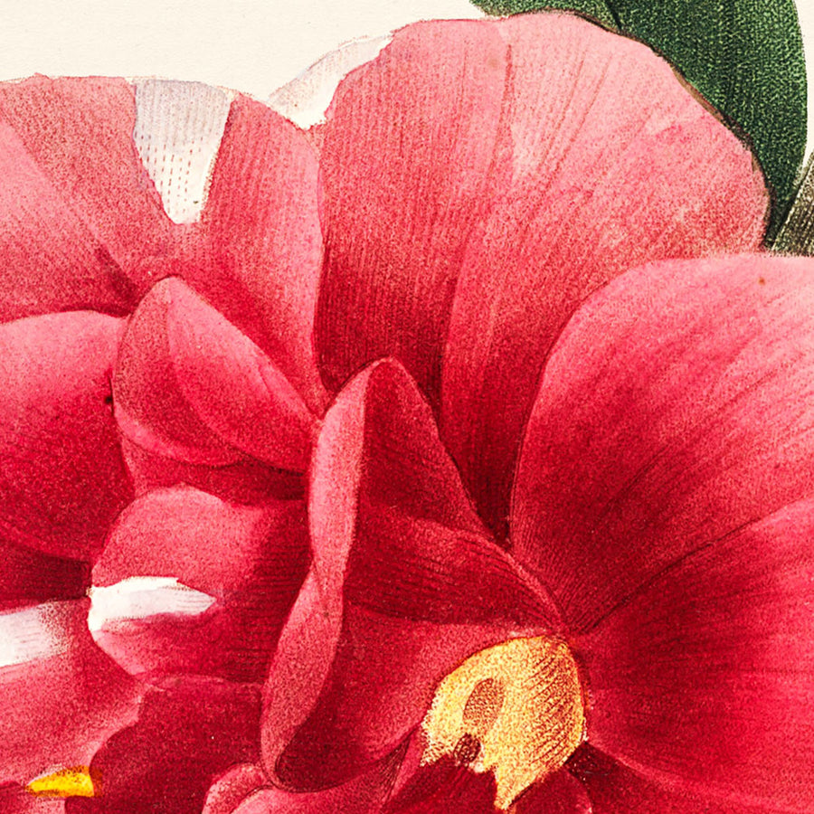 Camelia comune di Pierre-Joseph Redouté, 1827 