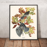 Kanada-Jay (Whiskey Jack) von John James Audubon, 1827 