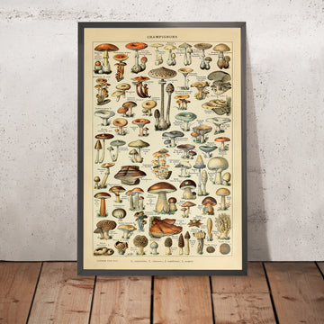 Champignons di Adolphe Millot, 1890 