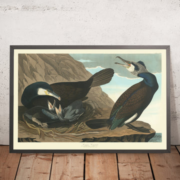 Cormorano comune da &