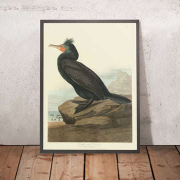 Doppelt-gekrönter Kormoran aus &