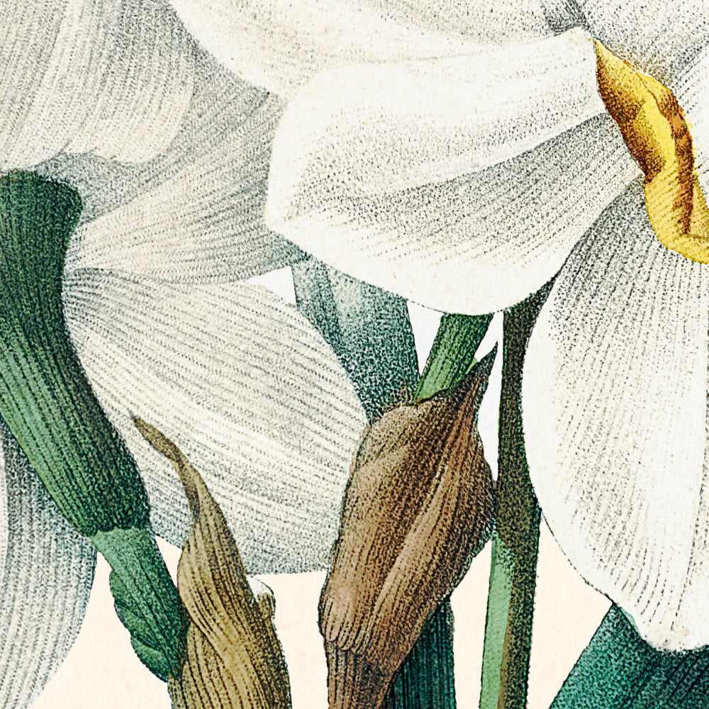 Narciso doble de Pierre-Joseph Redouté, 1827