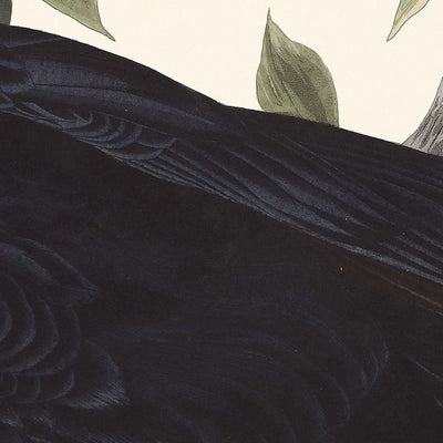 Corbeau de John James Audubon, 1827