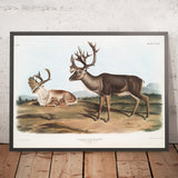 Caribou (Tarandus furcifer) by John Woodhouse Audubon, 1845