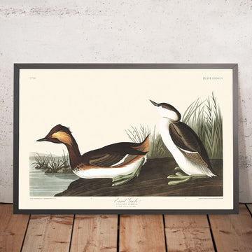 Ohren-Taucher von John James Audubon, 1827 