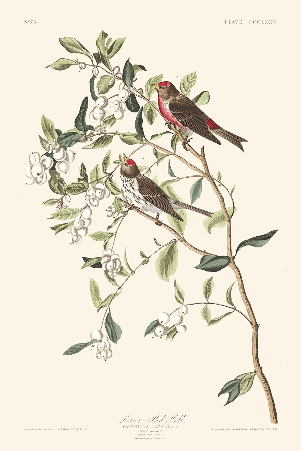 Kleiner Birkenzeisig von John James Audubon, 1827