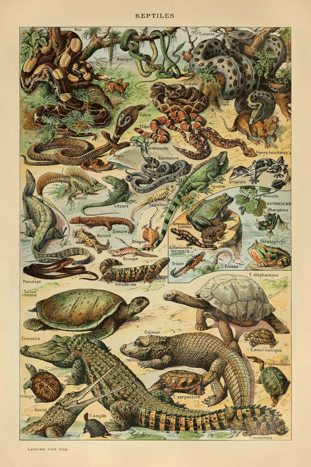 Reptiles by Adolphe Millot, 1890