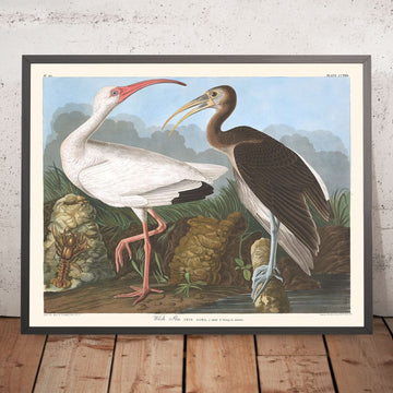 Ibis Bianco di John James Audubon, 1827 