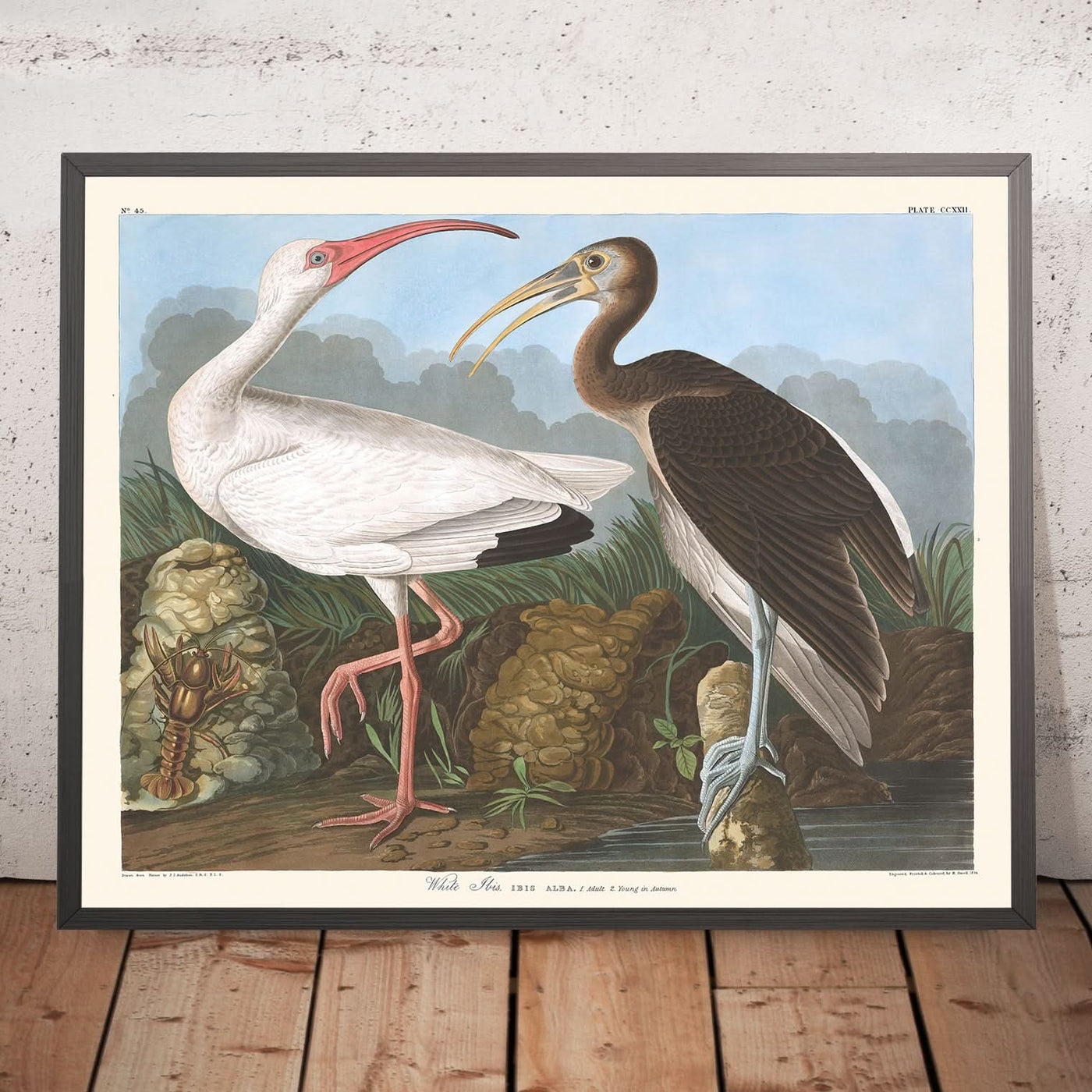 Ibis blanc de John James Audubon, 1827