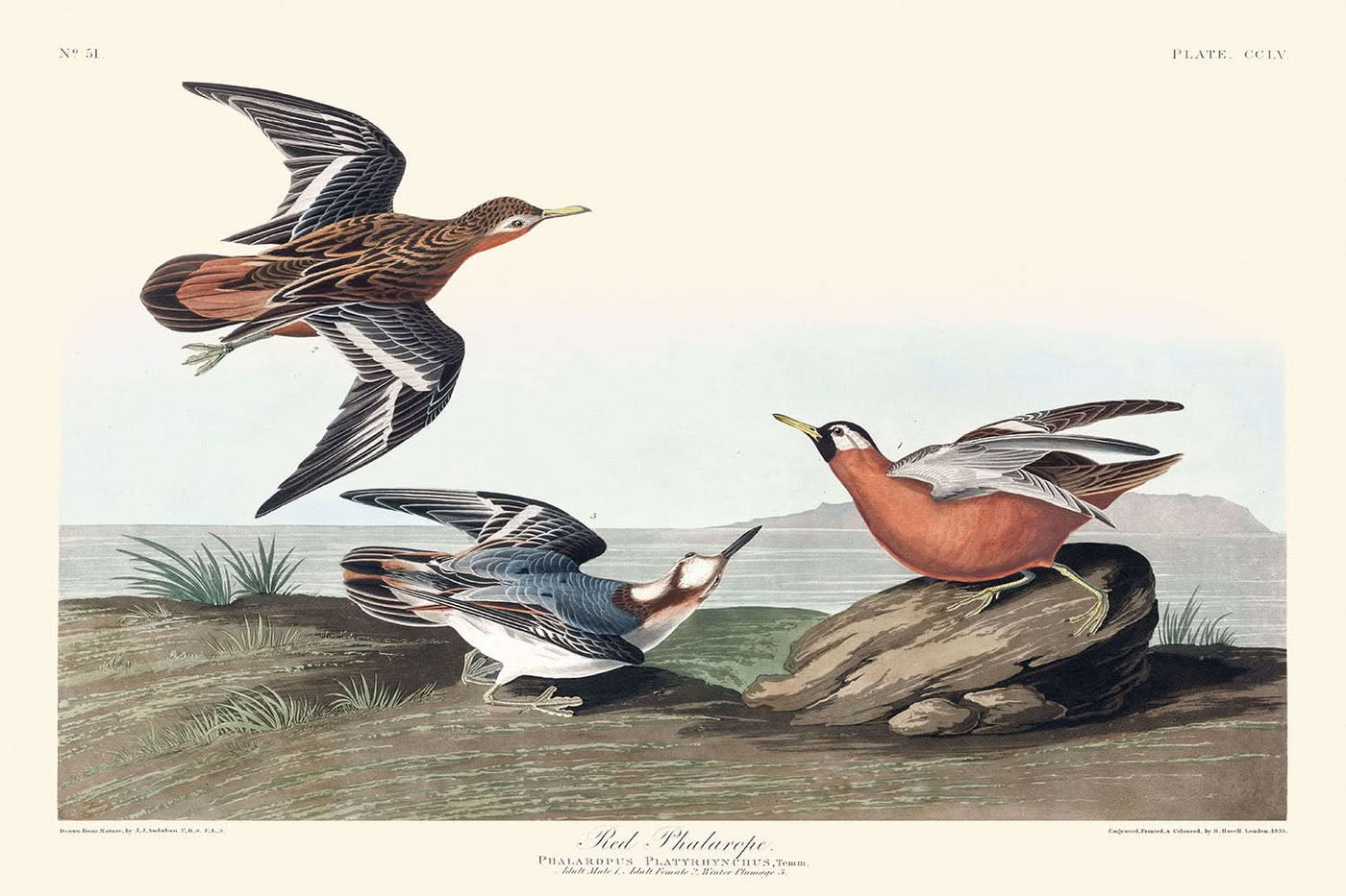 Thorshühnchen von John James Audubon, 1827