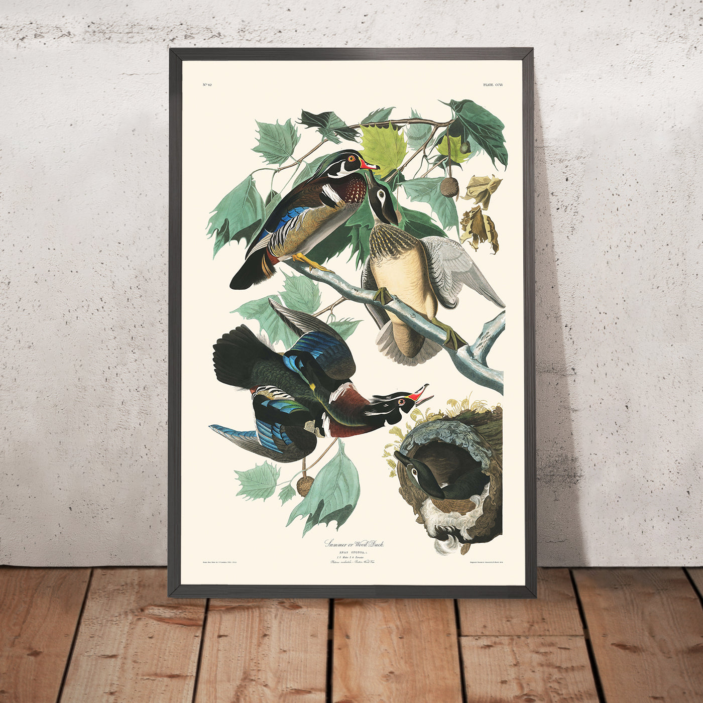 A framed image of Summer or Wood Duck by John James Audubon, 1827