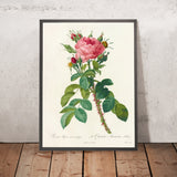 Rosa bifera macrocarpa by Pierre Joseph Redouté, 1817