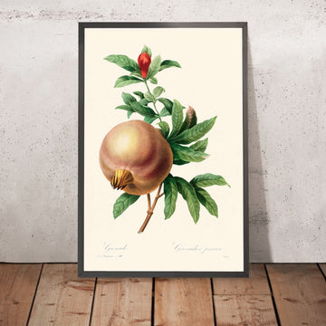 Melograno di Pierre-Joseph Redouté, 1827 