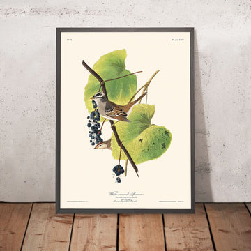 Passero dalla corona bianca di John James Audubon, 1827 