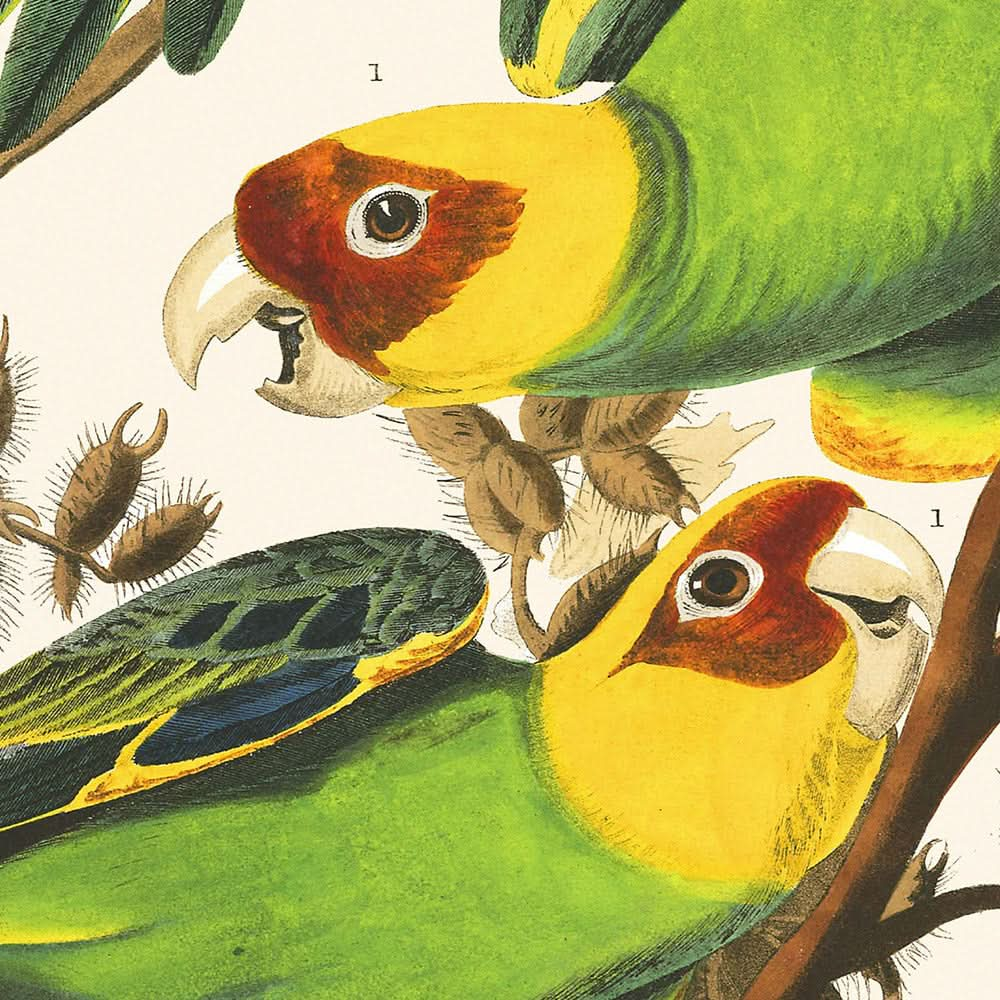 Loro de Carolina, de John James Audubon, 1827