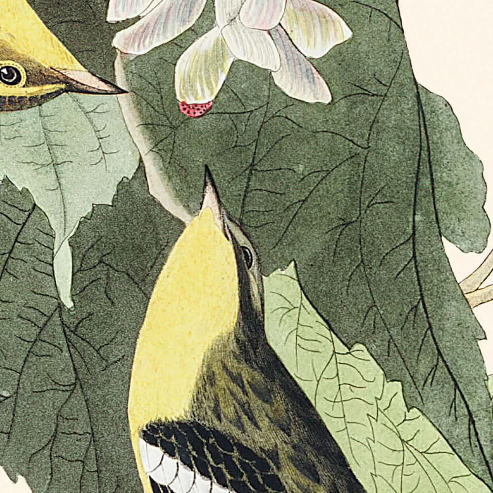 Curruca cicuta, de John James Audubon, 1827