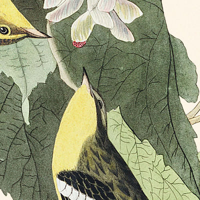 Curruca cicuta, de John James Audubon, 1827