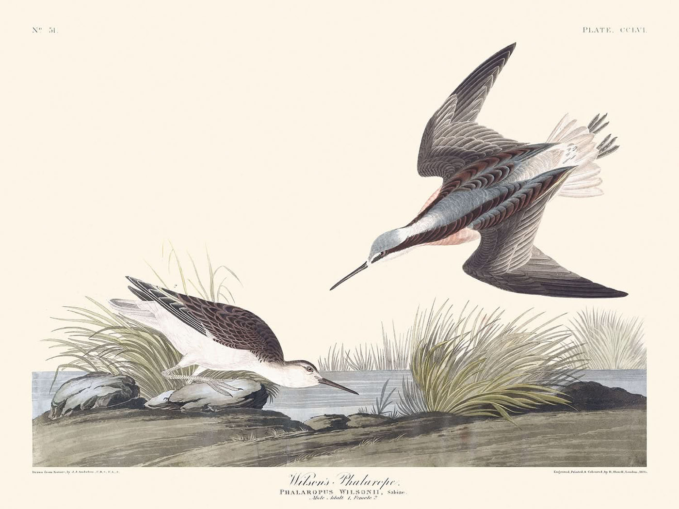 Phalarope de Wilson par John James Audubon, 1827