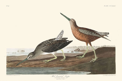 Rotkehlchen-Bekassine von John James Audubon, 1827