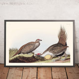 Coq des Plaines par John James Audubon, 1827 