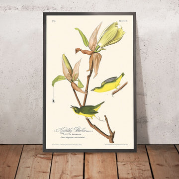 Kentucky Warbler by John James Audubon, 1827