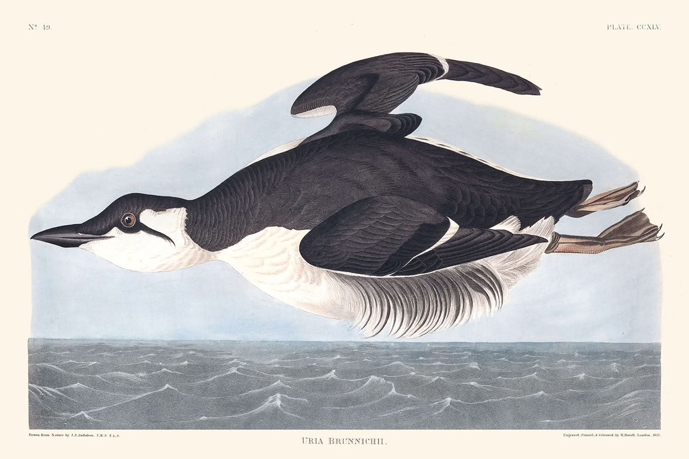 Uria Brunnichi by John James Audubon, 1827