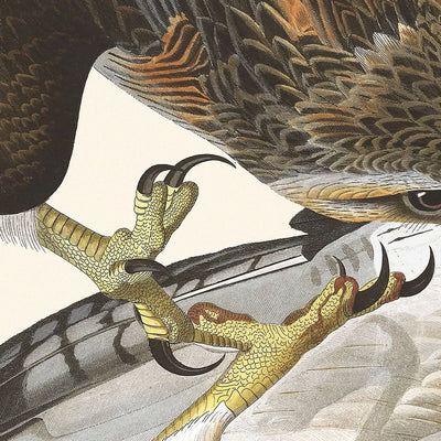 Red-tailed Hawk by John James Audubon 1827