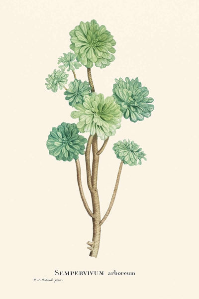 Baumhaus-Sempervivum von Pierre-Joseph Redouté, 1802 