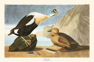 Le Roi Canard de John James Audubon, 1827