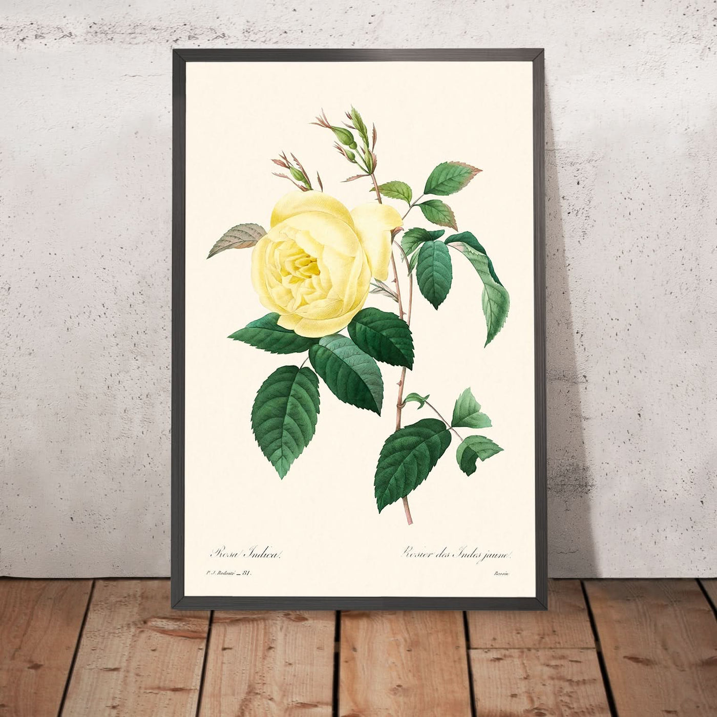 Yellow Rose by Pierre-Joseph Redouté, 1802