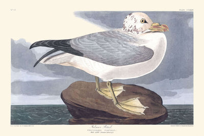 Fulmar-Petrel von John James Audubon, 1827 