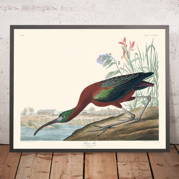 Glänzender Ibis von John James Audubon, 1827 