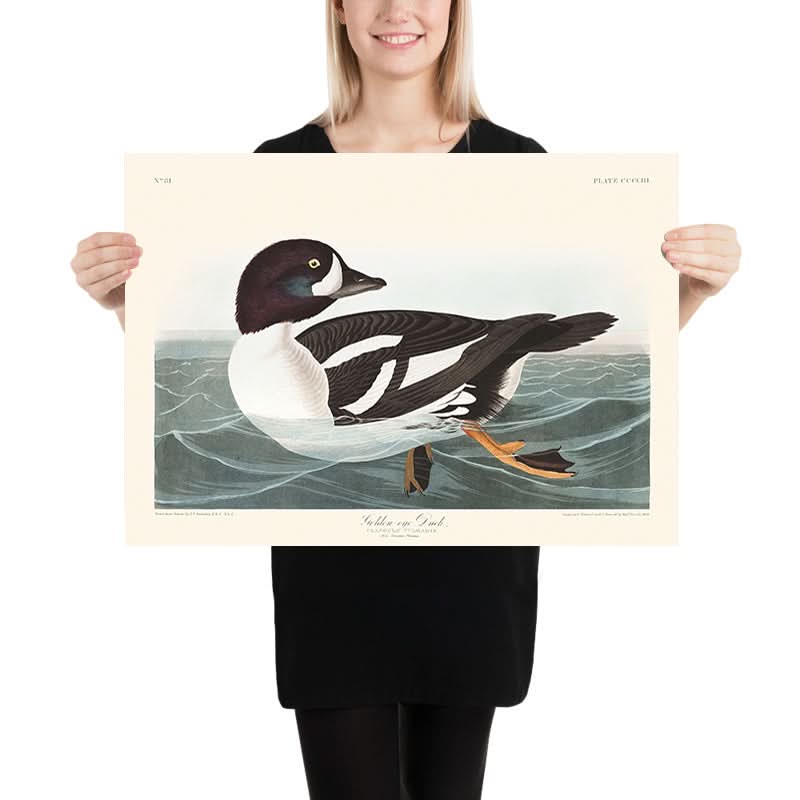 Anatra Golden-Eye (Tavola 403) di John James Audubon, 1827 
