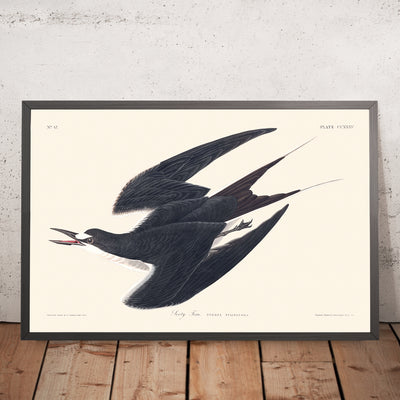 A framed image of Sooty Tern by John James Audubon, 1827